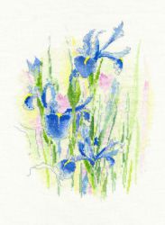 "Ирисы" (Derwentwater Designs)