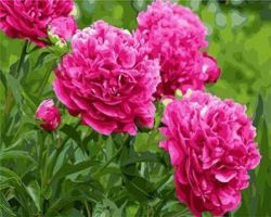 GX3884 "Пионы" (Paintboy)