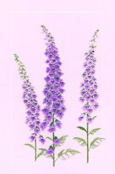 "Наперстянка" (Derwentwater Designs)