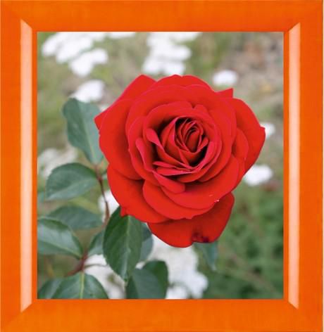 Алмазная мозаика Милато "Роза Ред Вельвет" N-287