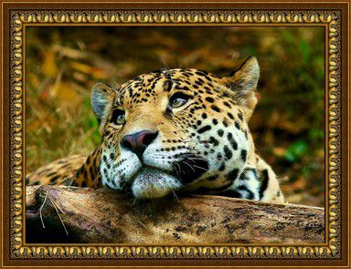 Алмазная мозаика Милато "Задумчивый ягуар" Z-107